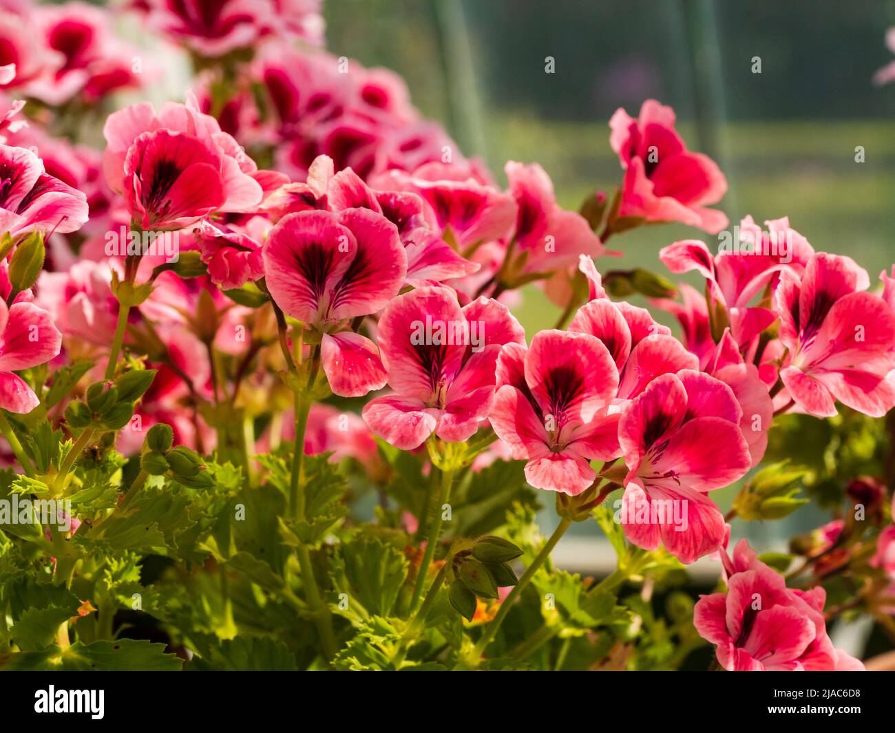 Flores del tierno invernadero o invernadero pelargonio regal, Pelargonium 'Katie' Foto de stock