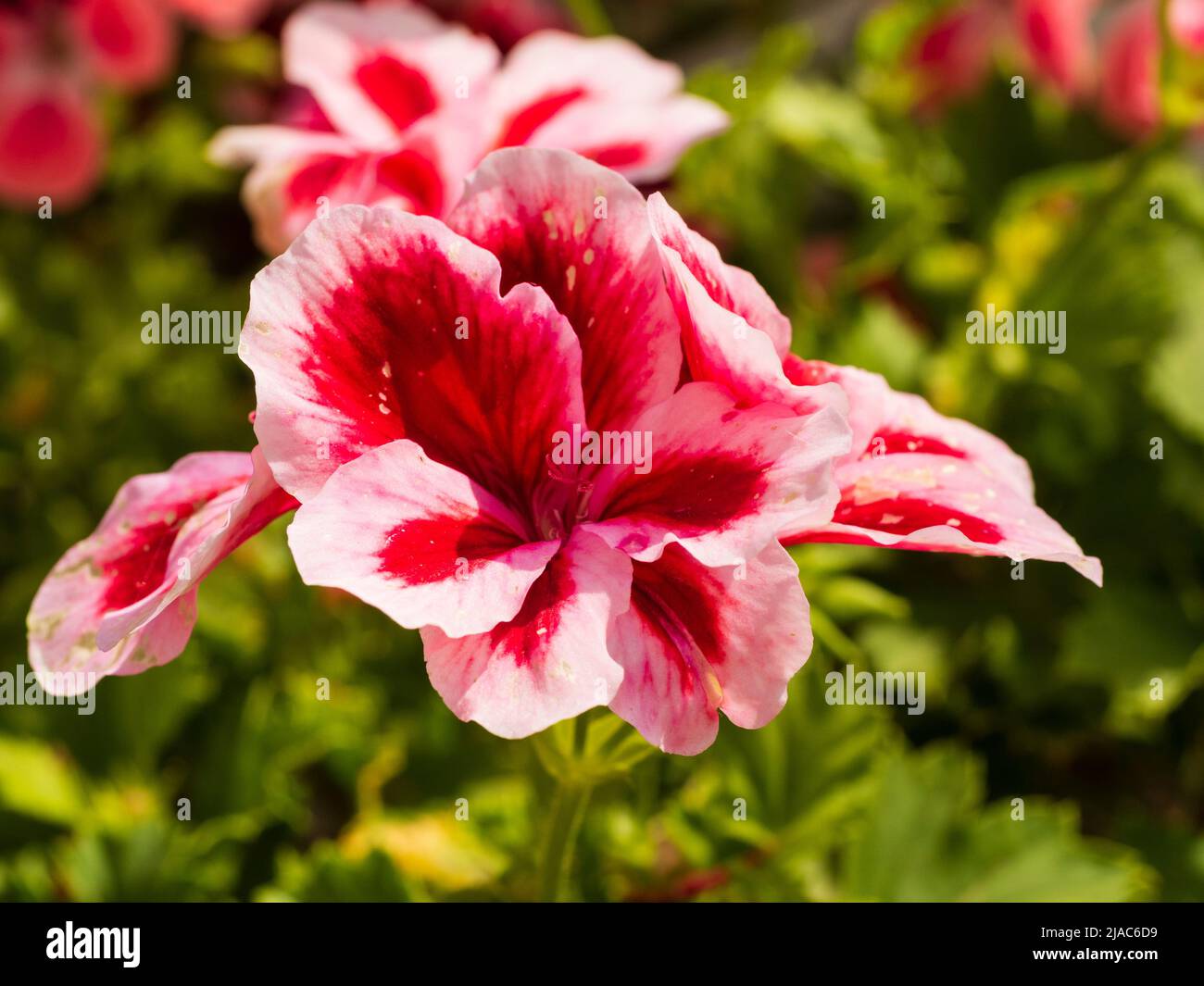Flores de la tierna invernadero o invernadero pelargonio regal, Pelargonium 'Peach' Foto de stock