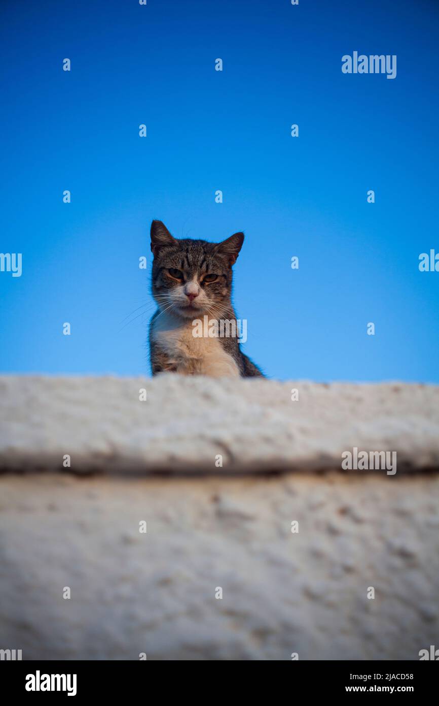 Gato salvaje europeo en la pared blanca contra un cielo azul, Linosa  Fotografía de stock - Alamy