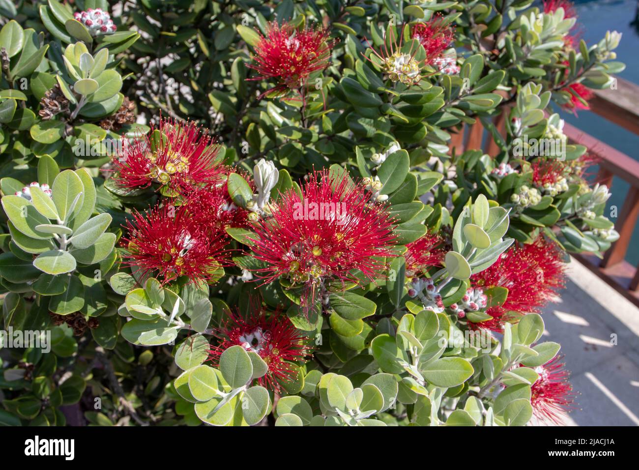 Metrosideros excelsa, pohutukawa o Nueva Zelanda Árbol de Navidad o planta de hierro con flores rojas que consisten en una masa de estambres Foto de stock
