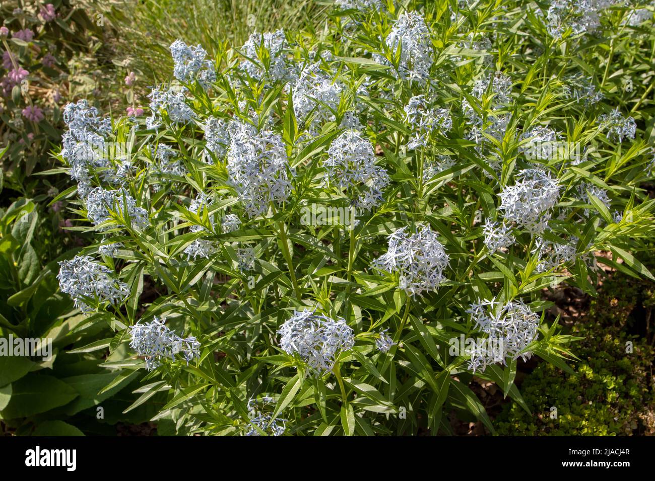 Planta de Amsonia tabernaemontana o estrella azul o estrella azul oriental con flores en forma de estrella azul pálido Foto de stock