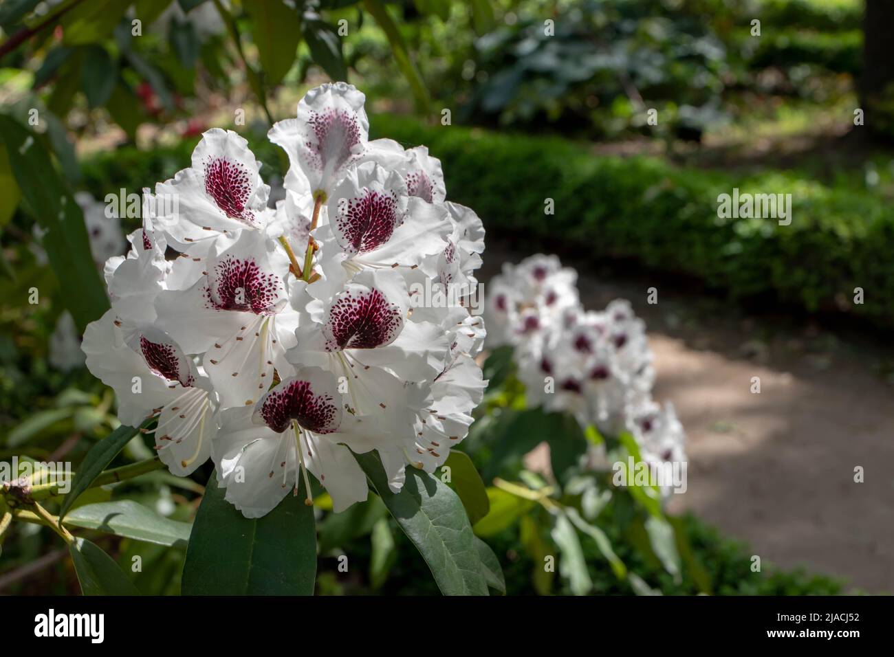 Planta rododendrina con flores blancas cubiertas de manchas púrpura oscuro en el jardín ornamental Foto de stock