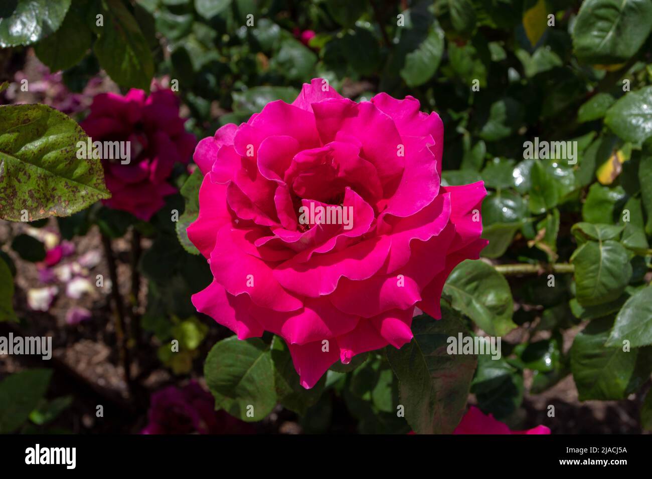 Flor de rosas de arbusto magenta brillante con pétalos de rizado en el soleado jardín Foto de stock