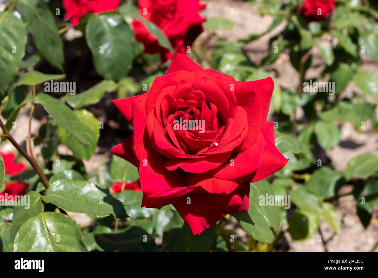 Rojo brillante híbrido té rosa alto centrado flor en el soleado jardín Foto de stock