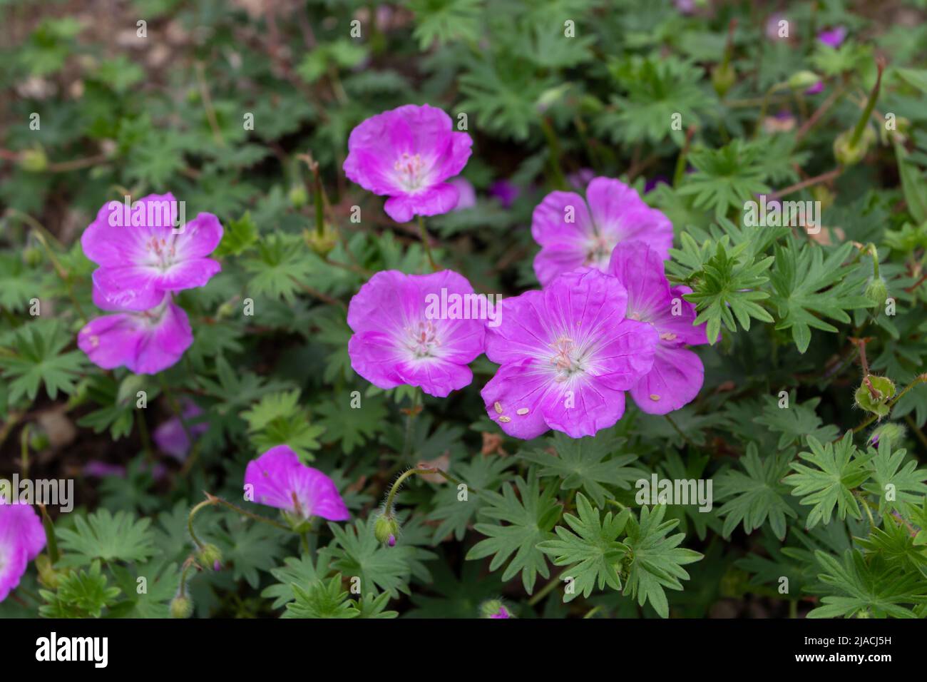 Flores y hojas rosadas de geranio o de pico de craneo Foto de stock