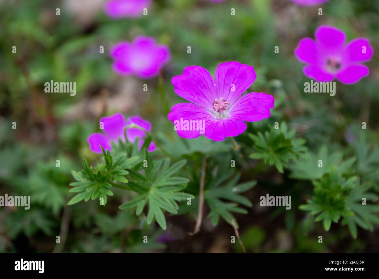 Flores y hojas de geranio o de pico de cráneo de color rosa brillante en primer plano Foto de stock