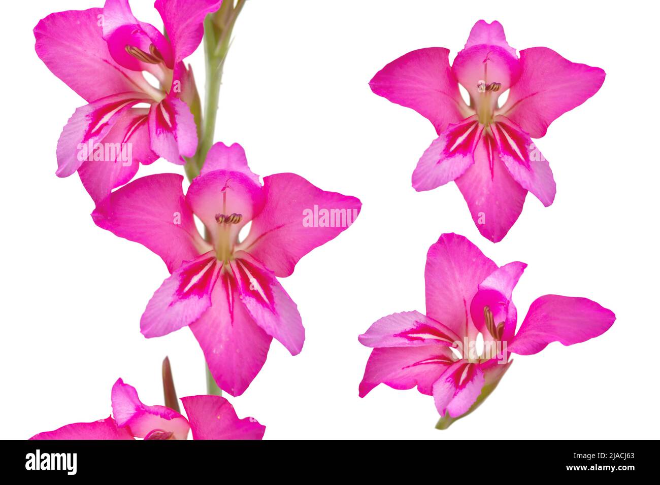 Gladiolus communis o gladiolo oriental o flores comunes de color rosa brillante con bandera de maíz aisladas sobre blanco Foto de stock