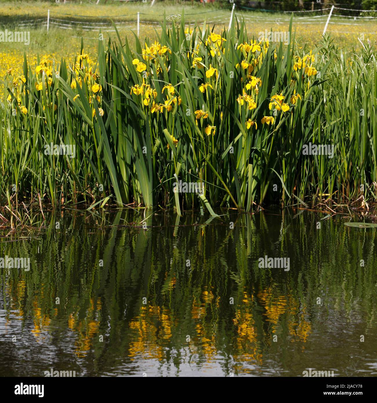 Iris pseudacorus - Iris de bandera amarilla en el canal de Montgomery o Shropshire, Powys, Gales, Reino Unido Foto de stock