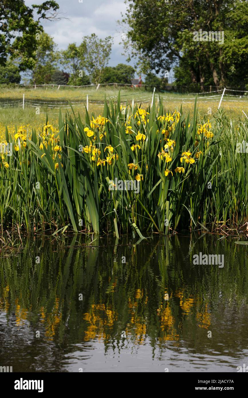 Iris pseudacorus - Iris de bandera amarilla en el canal de Montgomery o Shropshire, Powys, Gales, Reino Unido Foto de stock