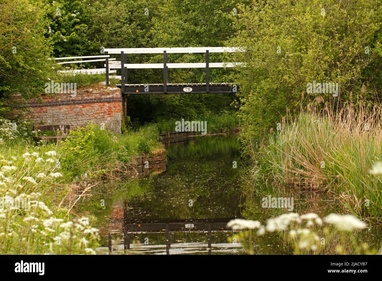 Flores silvestres en el canal Montgomery, el canal Montgomeryshire o el canal Shropshire. Foto de stock