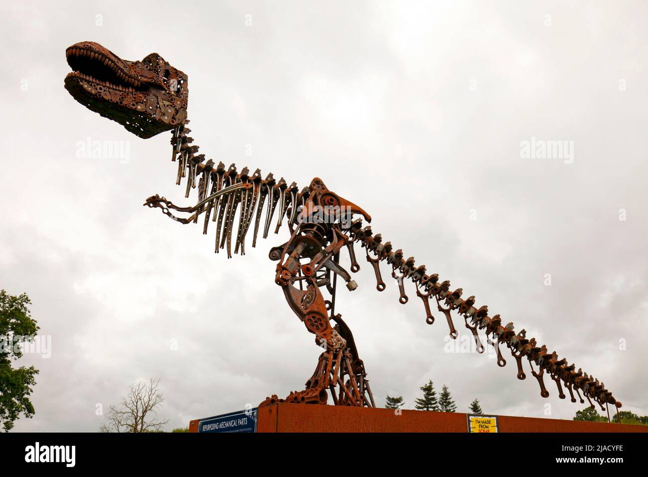 Tyrannosaurus rex o T-Rex fabricado a partir de piezas de chatarra de automóviles en el British Ironworks Center, Shropshire. REINO UNIDO Foto de stock
