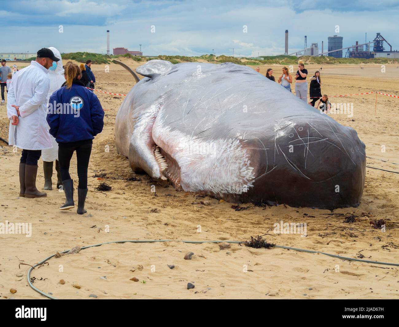 Una réplica de un cachalote en la playa de Majuba Redcar tiene como objetivo destacar los riesgos ambientales para las ballenas Un equipo de artistas que actúan como científicos Foto de stock