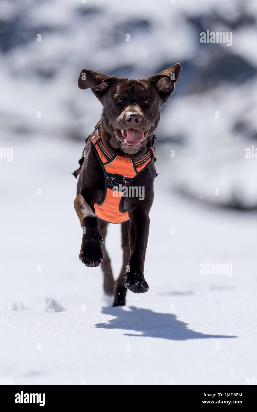 Labrador marrón chocolate corriendo en la nieve, Austria Foto de stock