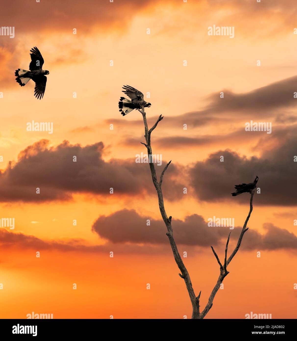 Silueta de tres cacatúas negras de pico corto (Calyptorhynchus latirostris) en vuelo y encaramado en un árbol al atardecer, Australia Foto de stock