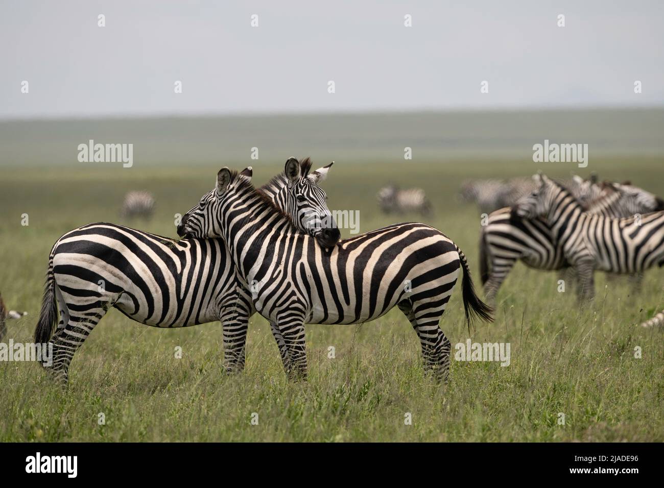 Cabezas de descanso de cebras, Parque Nacional Serengeti Foto de stock