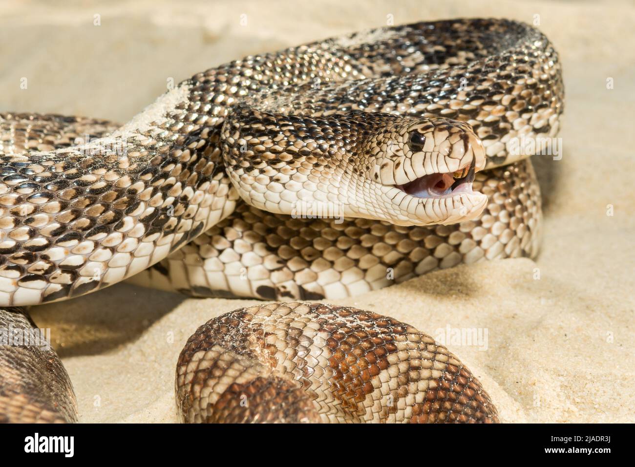 Serpiente de Pino de Florida - Pituophis melanoleucus mugitus Foto de stock