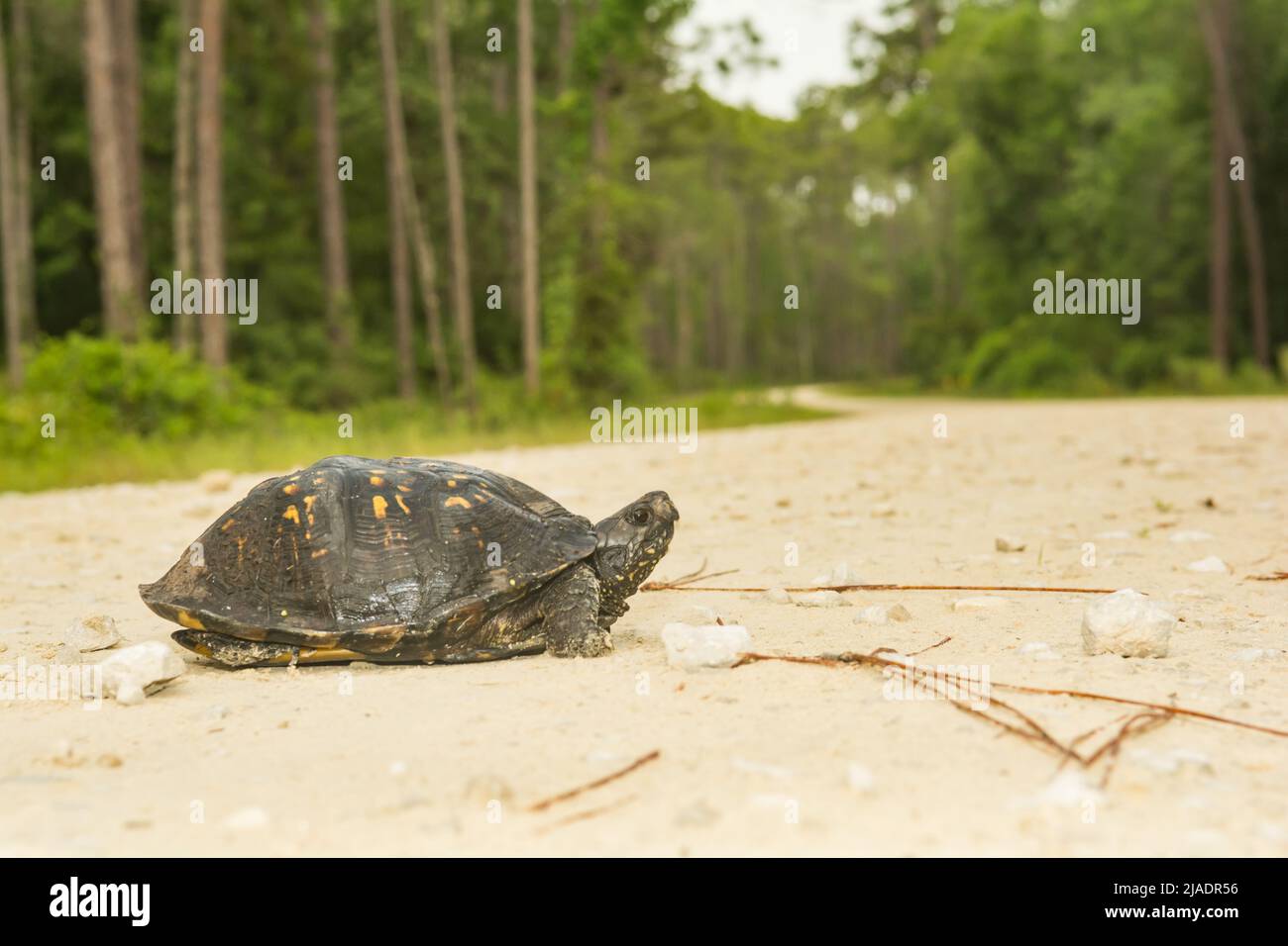 Gulf Coast Box Turtle - Terrapene carolina Major Foto de stock