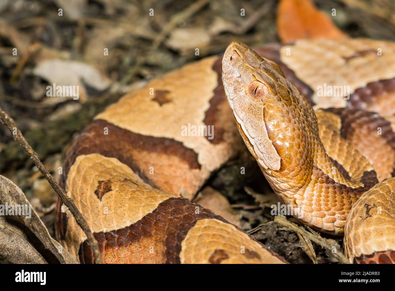 Serpiente Copperhead Oriental - Agkistrodon contortrix Foto de stock