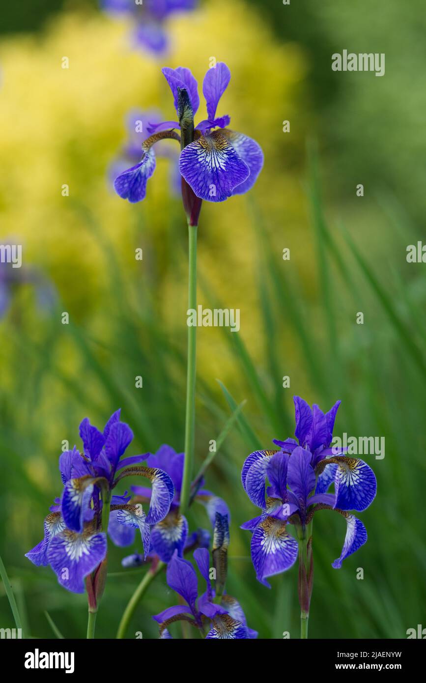 Iris Siberiano Rey azul creciendo en el jardín Foto de stock