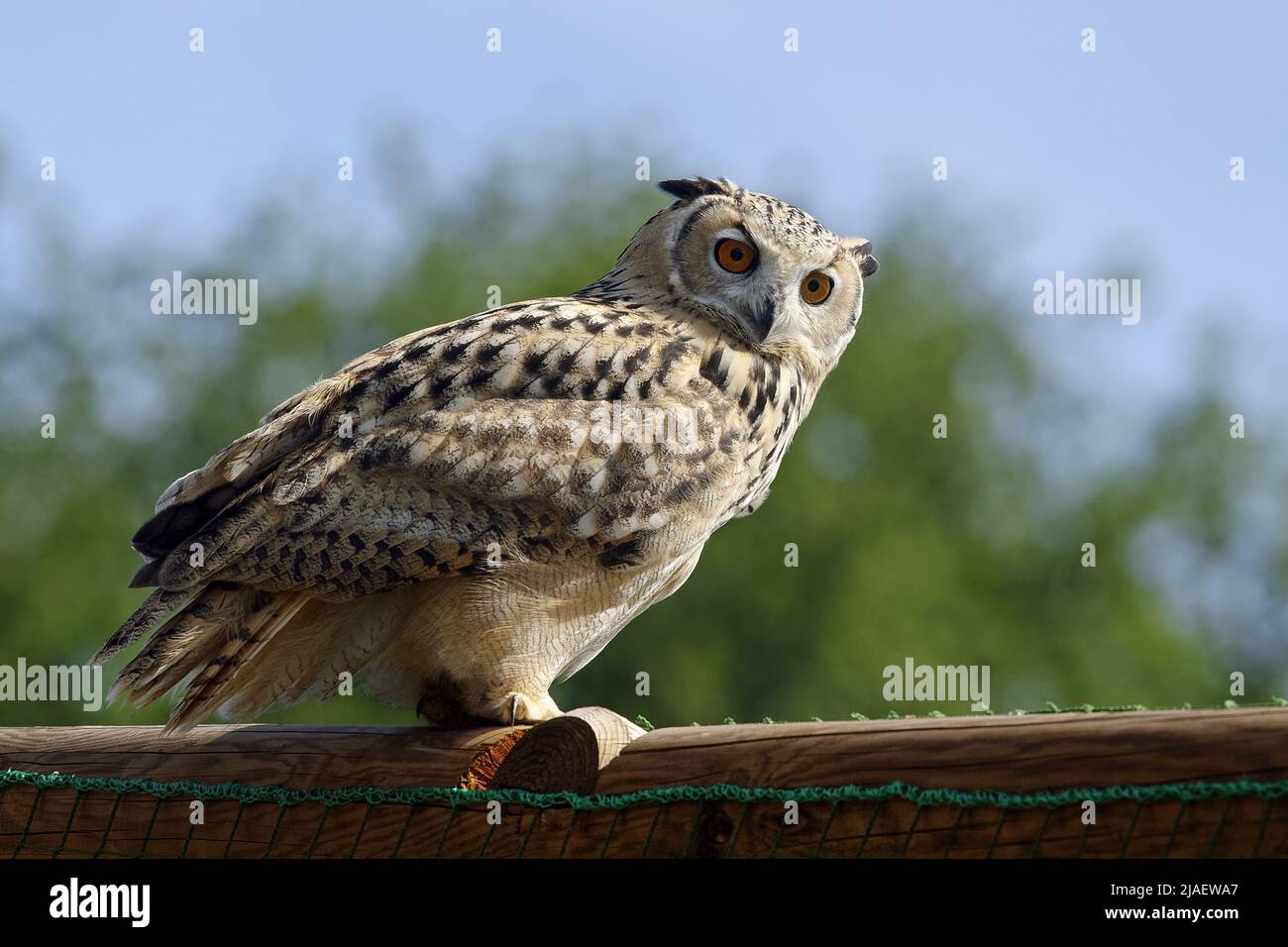 Aguila-indio Bengala owl / eagle - búho Bubo bengalensis Foto de stock