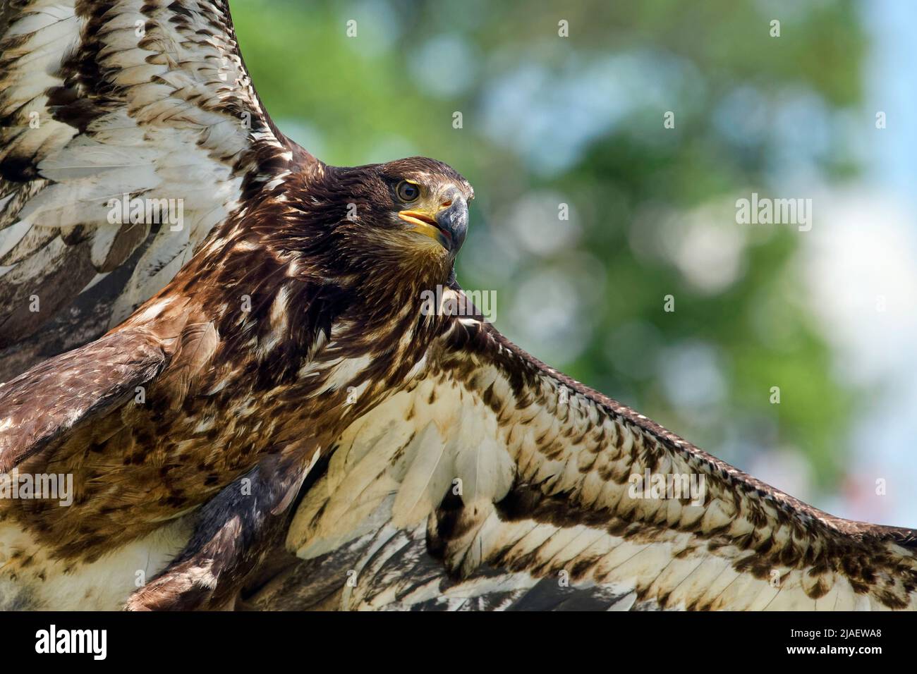 Águila calva inmadura - Haliaeeeeetus leucocephalus Foto de stock