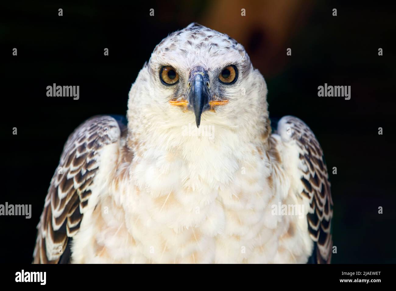 Águila coronada juvenil - Stephanoaetus coronatus Foto de stock
