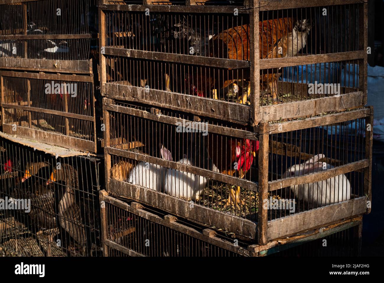Animales en jaulas en el mercado de la calle Foto de stock
