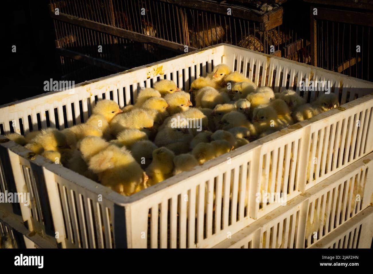 Caja de polluelos en el mercado Foto de stock