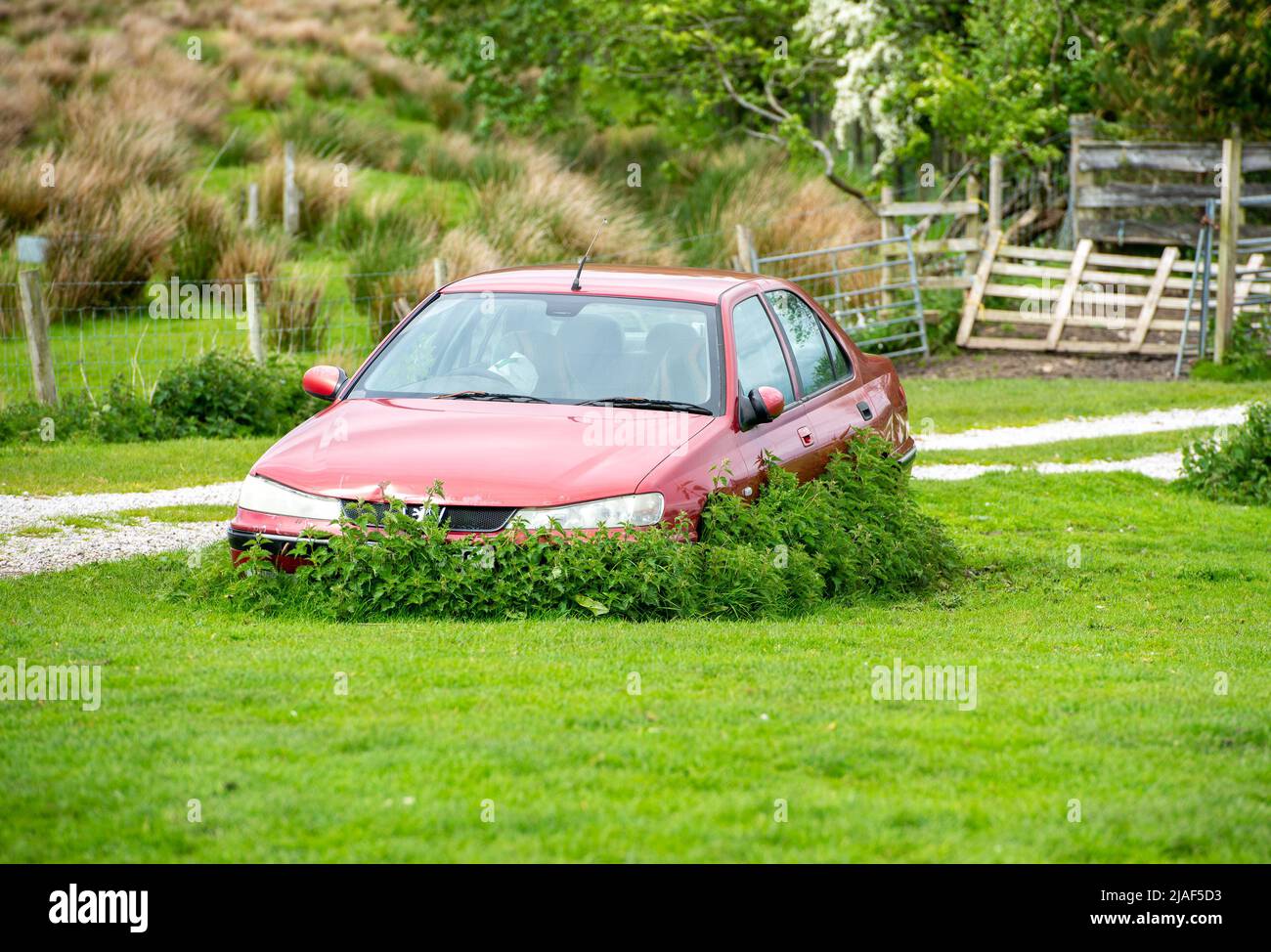 Un viejo coche Peugeot en un campo, Yorkshire del Norte, Reino Unido. Foto de stock
