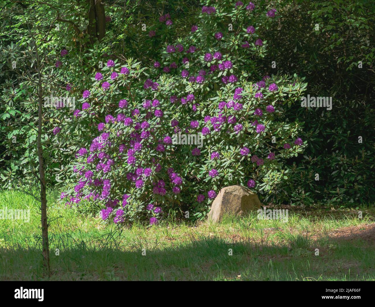 Flores de azalea violeta entre hojas verdes. Es un día soleado, las flores  son iluminadas por los rayos del sol Fotografía de stock - Alamy