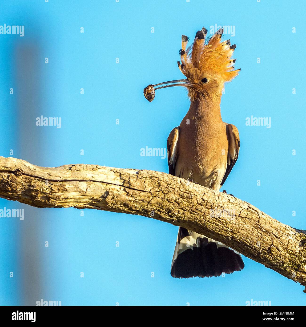 Hoopoe (Upupa epops), persiguiendo en una rama con presa en el proyecto de ley, Alemania, Baden-Württemberg Foto de stock