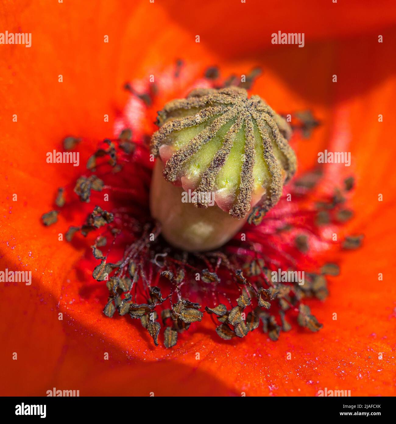 Amapola común, amapola de maíz, amapola roja (papaver rhoeas), flor de amapola, detalle ovar y stamina, Alemania, Baden-Württemberg Foto de stock
