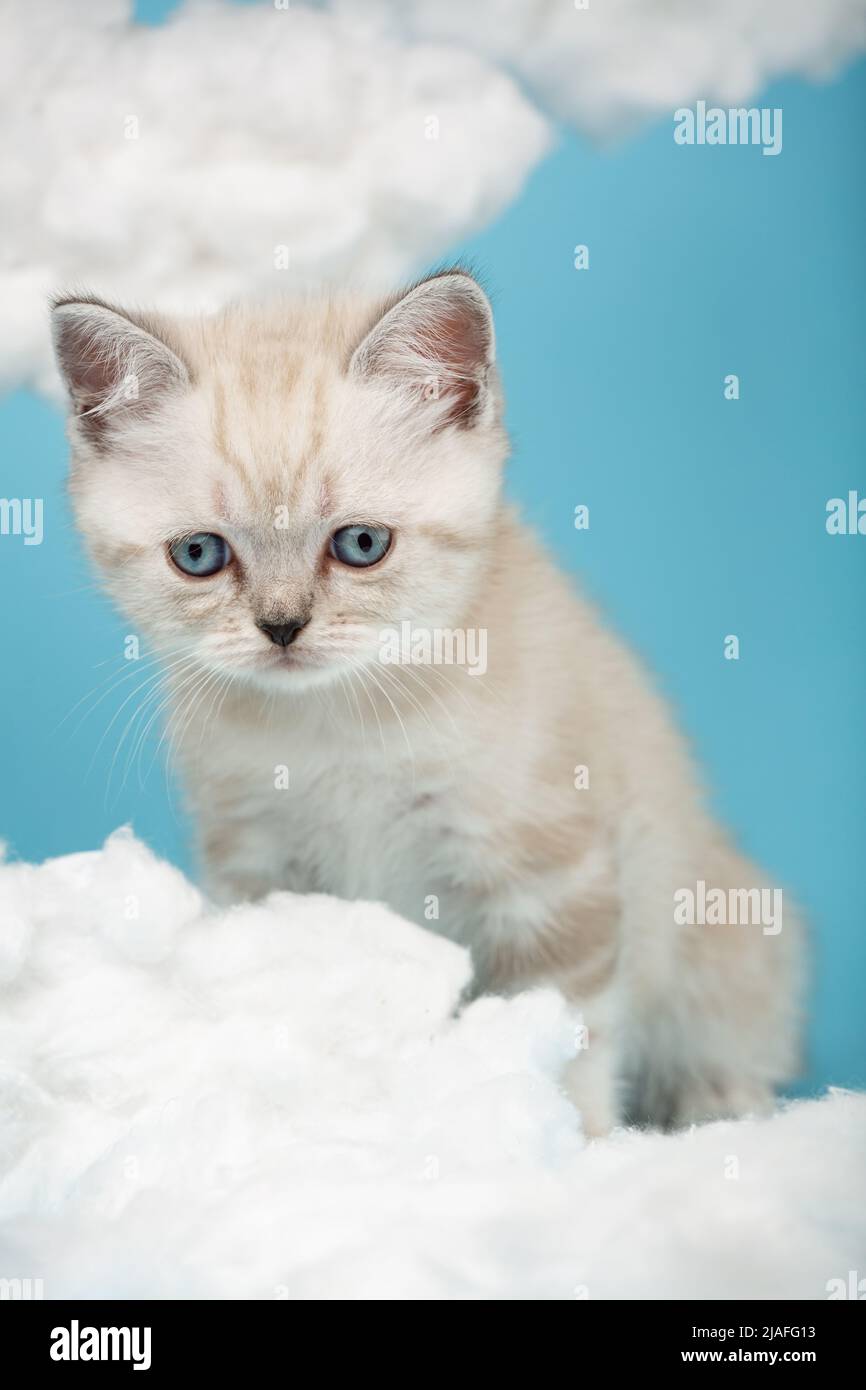 El gatito escocés pequeño con orejas elevadas y ojos azules increíblemente  tristes mira hacia abajo a una bola de algodón blanco. Cielo fondo con  muchas nubes blancas esponjosas Fotografía de stock -