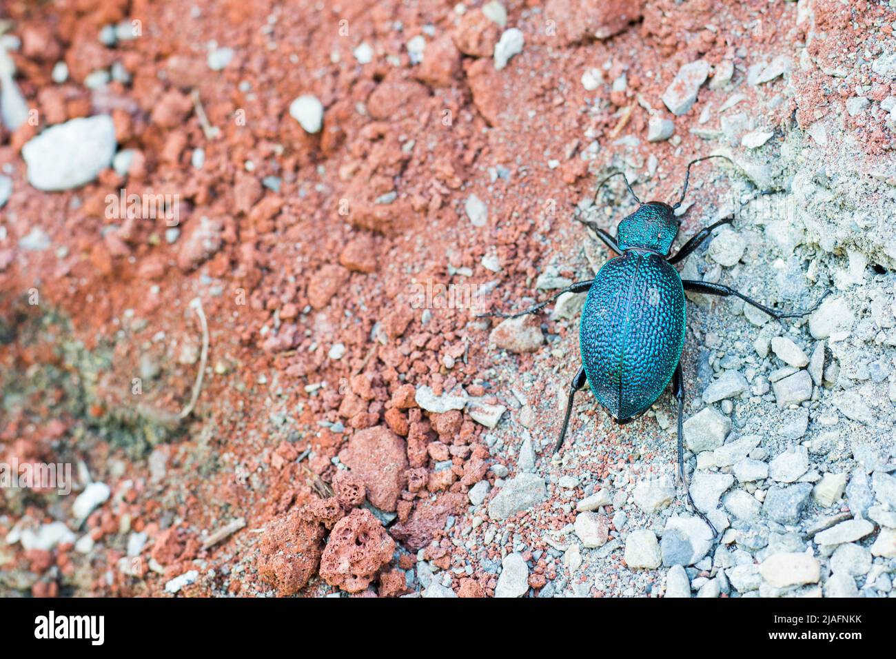 escarabajo de tierra azul, insecto de color azul Foto de stock