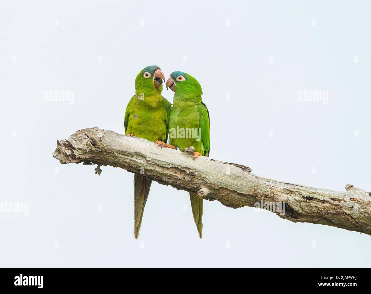 Par Parakeet (Aratinga acuticaudata) coronado en azul Foto de stock