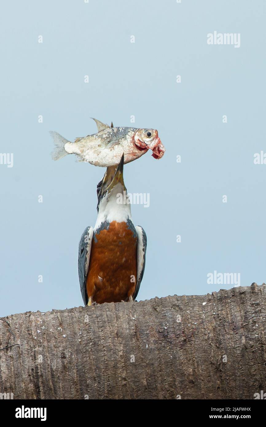 Kingfisher en anillo (Megaceryle torquata) con pescado en pico Foto de stock