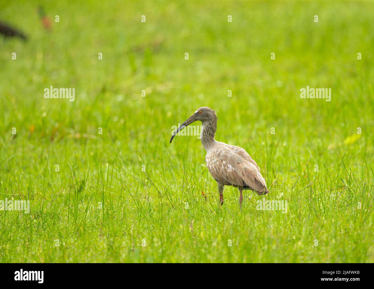 Ibis Plombeo (Theristico Caerulescens) Foto de stock