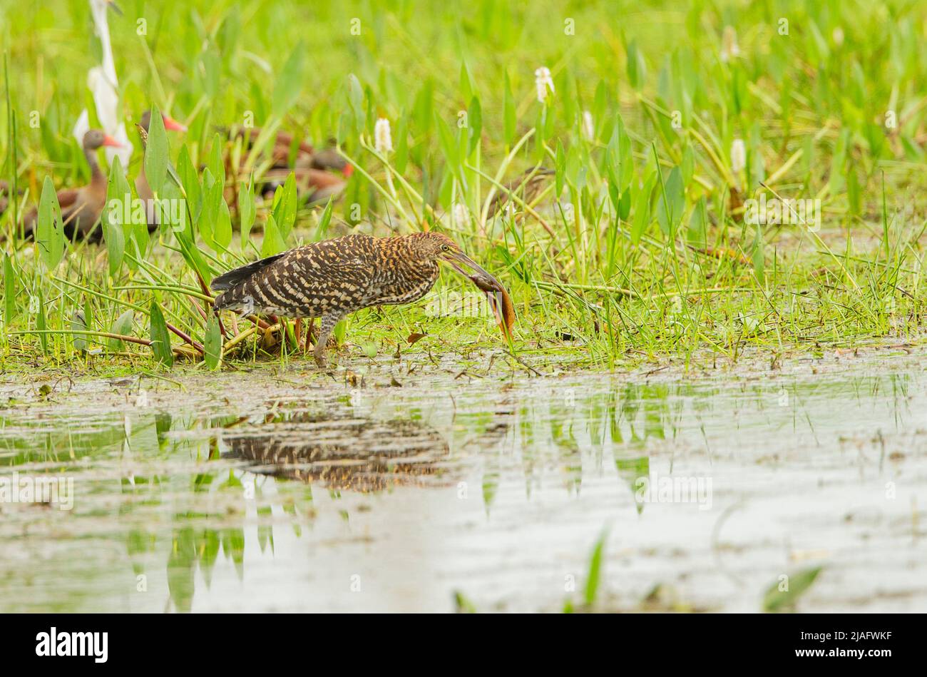 Ibis Plombeo (Theristico Caerulescens) Foto de stock