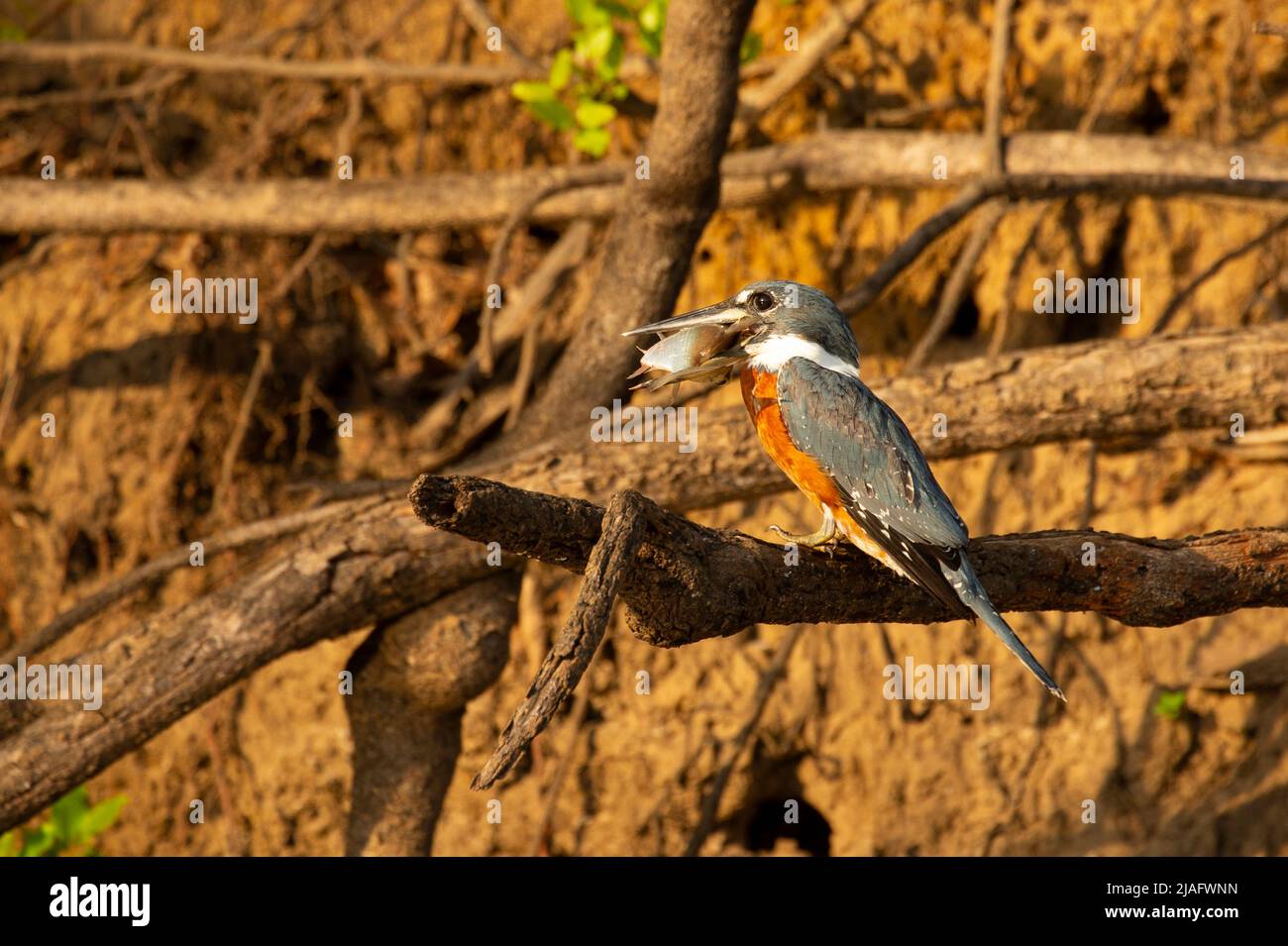 Kingfisher en anillo (Megaceryle torquata) con pescado en pico Foto de stock