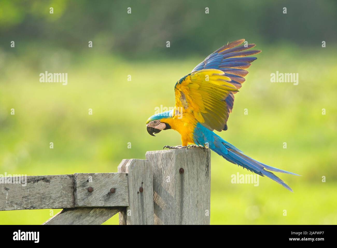 Macaw azul y amarillo (Ara ararauna) encaramado en una verja con alas extendidas Foto de stock