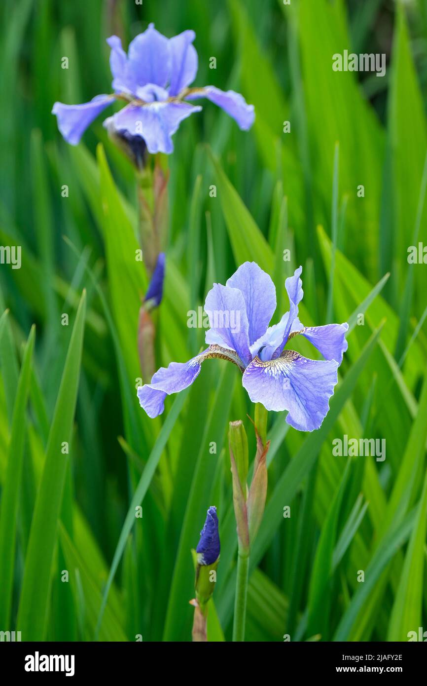 Iris sibirica 'Ego'. Iris siberiano 'Ego'. Iris azul pálido Foto de stock
