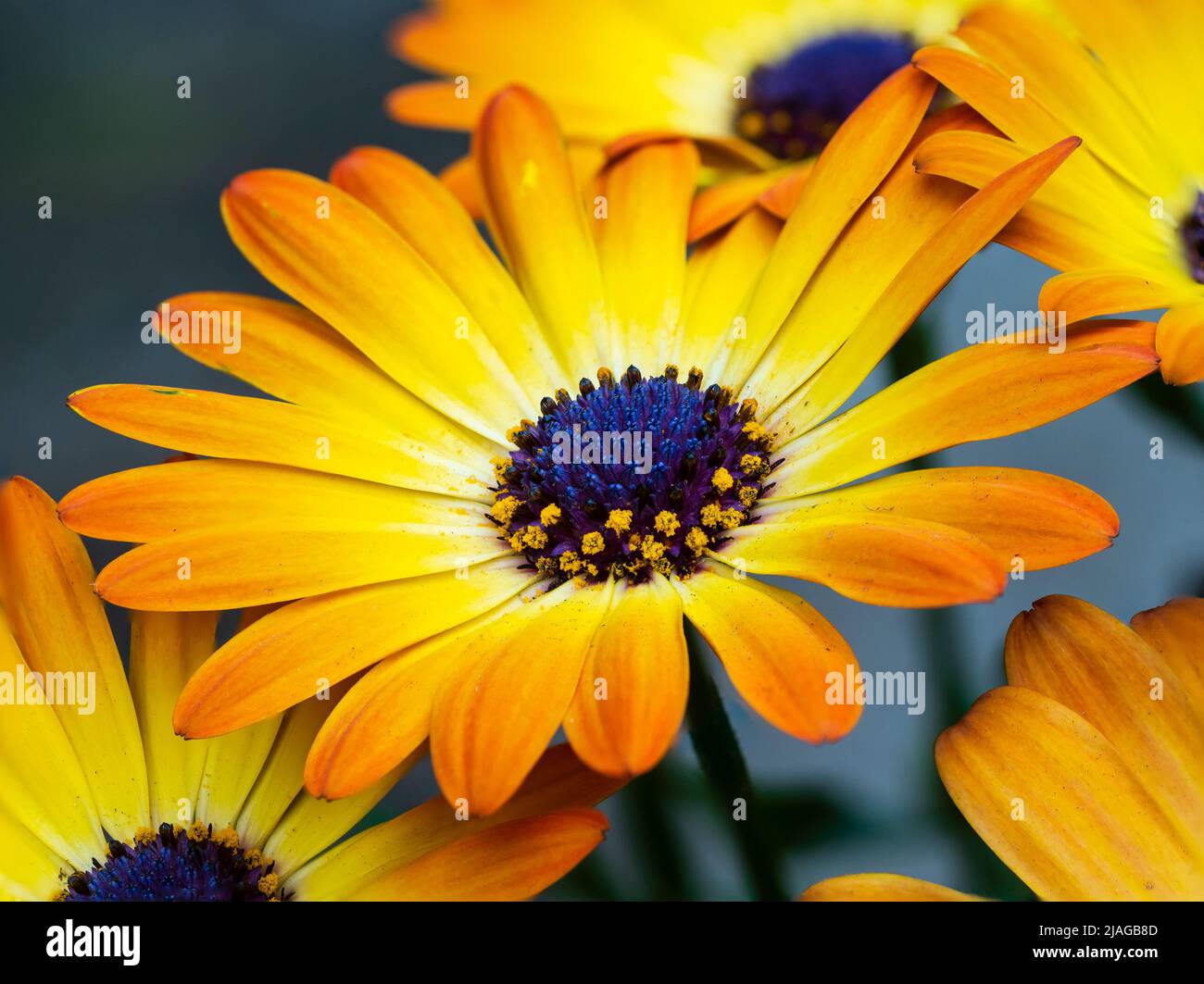Flores amarillas y anaranjadas de la margarita perenne de la mitad dura del cabo, Osteospermum 'Serenity Sunshine Beauty' Foto de stock