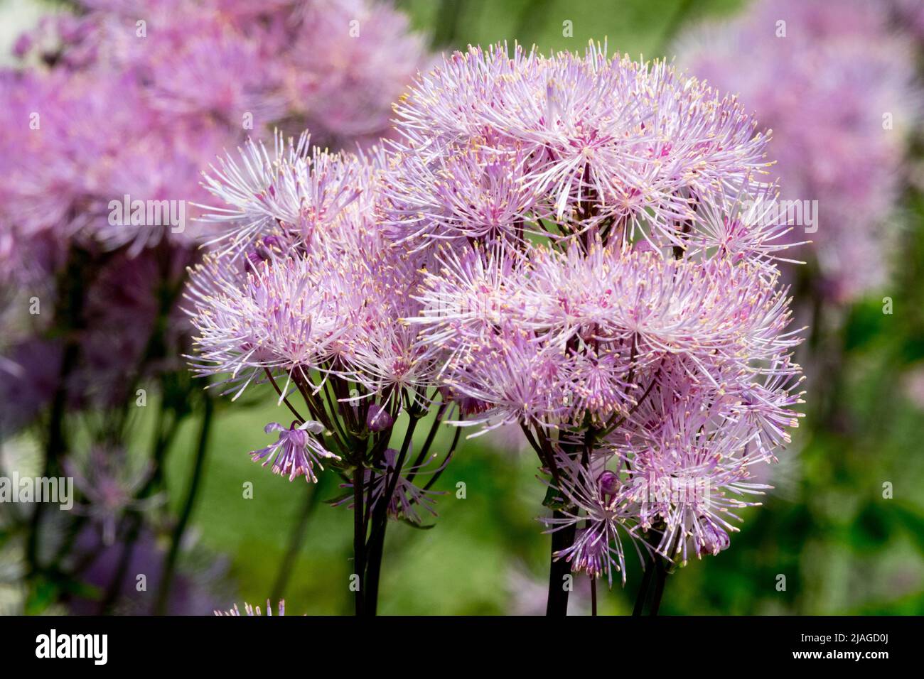 Atractivo, Thalictrum 'Nimbus Pink', Planta, Greater Meadow Rue, Decorativo, Flores ornamentales Thalictrum aquilegifolium Foto de stock