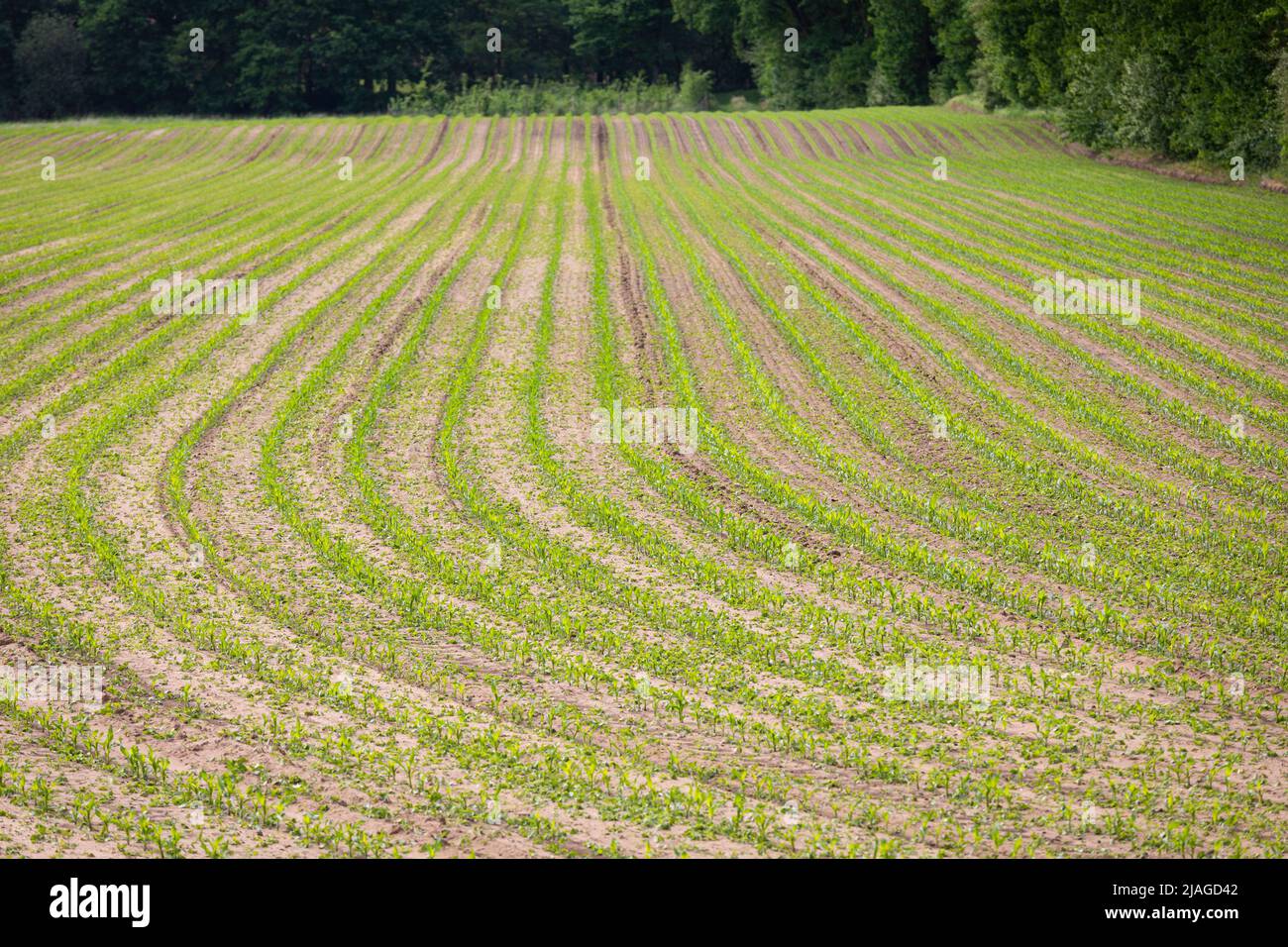 Campo con plantas jóvenes de maíz en el norte de Alemania (Baja Sajonia) Foto de stock