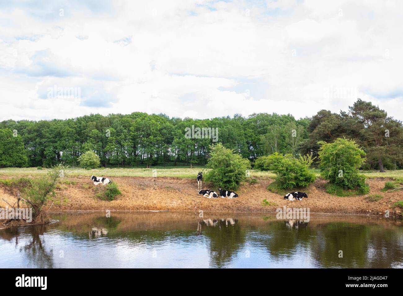 Paisaje con vacas en el río Haase con prados y árboles en Baja Sajonia, Alemania Foto de stock
