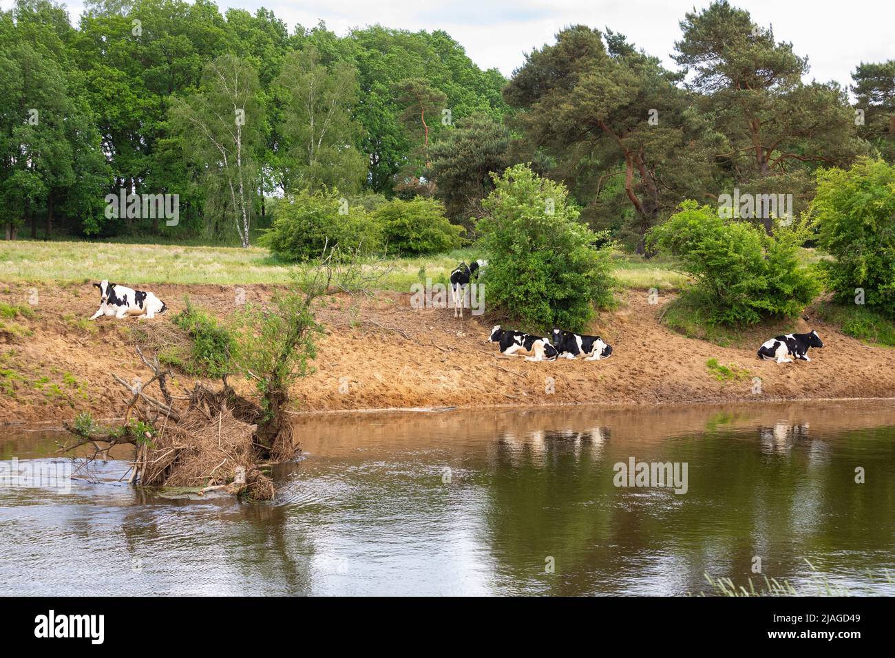 Paisaje con vacas en el río Haase con prados y árboles en Baja Sajonia, Alemania Foto de stock