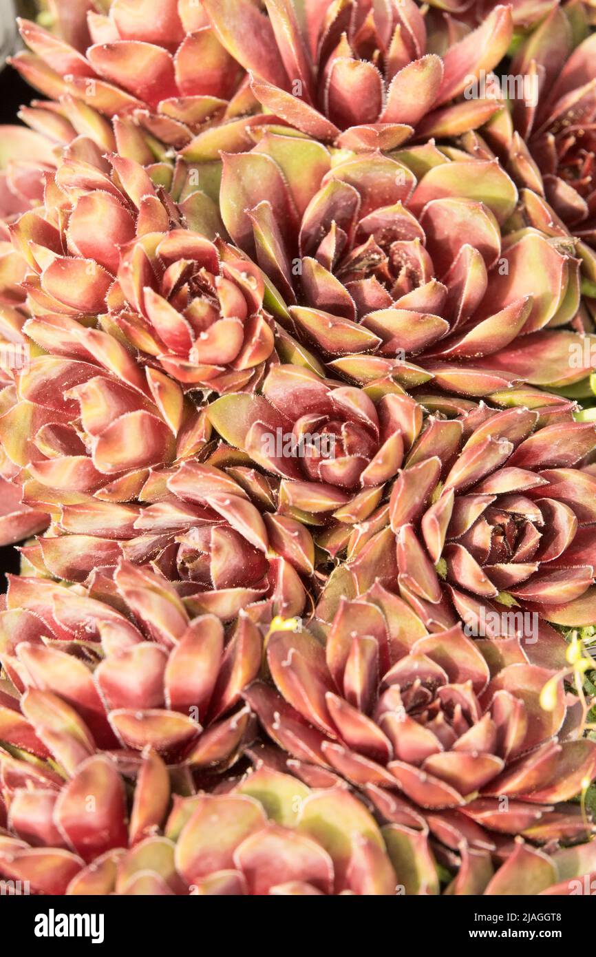 Sempervivum pyrenaicum, suculento, Planta, Houseleek, Sempervivum, Pirinaicum, Decorativo, HEN y pollitos Foto de stock