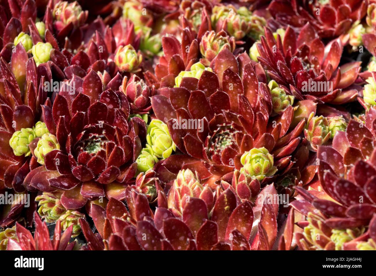 Houseleek, Sempervivum 'Tordeurs Memory', Sempervivum, Houseleeks, Succulent, Planta, Rojo, Succulentes Foto de stock