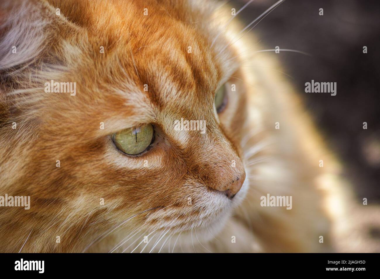 Un retrato de un gato de jengibre mirando a la distancia. Primer plano. Foto de stock