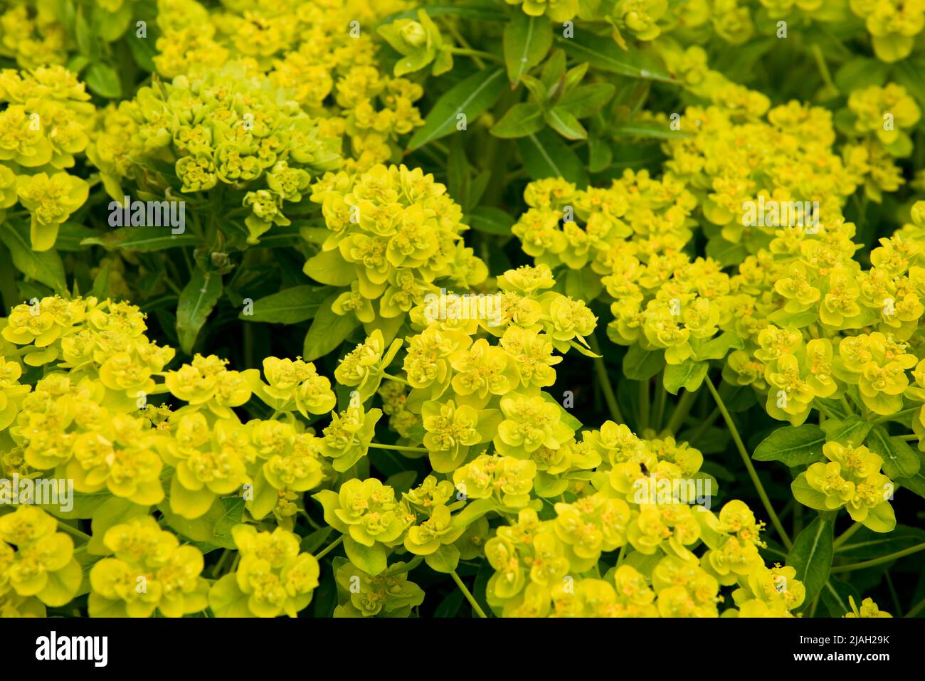 Euphorbia palustris Foto de stock